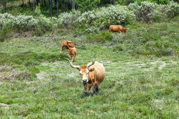 Vaca Longhorn Zona Montanhosa Portugal Perto Braga — Fotografia de Stock