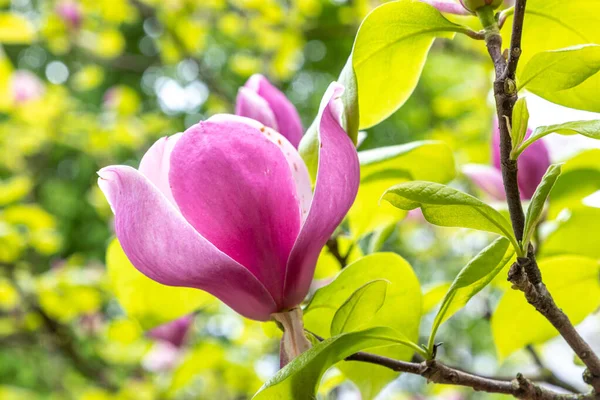 ピンク マグノリアは春に巨木で芽を出し — ストック写真