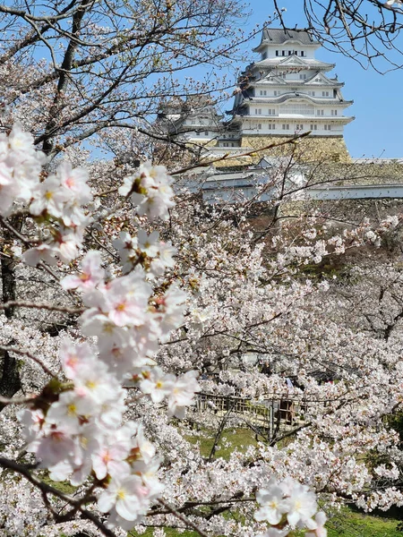 Замок Хімеджі Японії Квітучими Вишневими Деревами — стокове фото