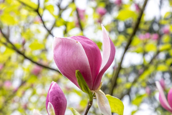 Roze Magnolia Knop Het Voorjaar Bij Enorme Boom — Stockfoto