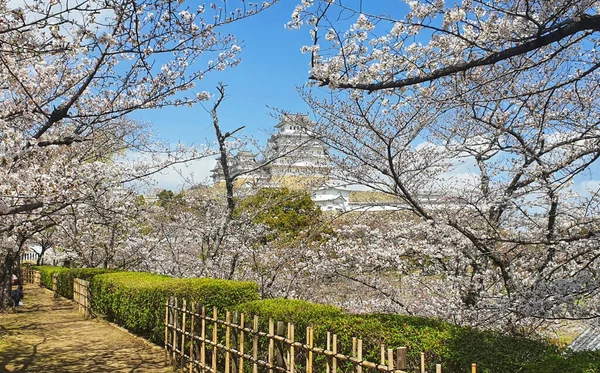 Himeji Hrad Japonsku Kvetoucími Třešněmi — Stock fotografie