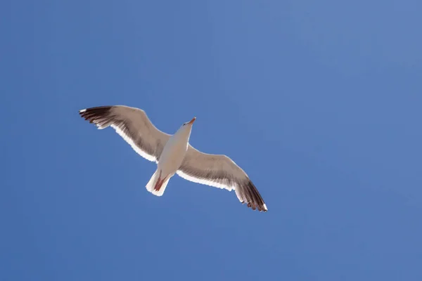 Gaviota California Volando Bajo Cielo Azul —  Fotos de Stock
