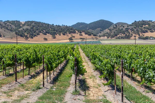 Виноградник Калифорнии Долине Напа — стоковое фото