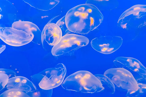 Stock image jelly fish in the blue sea