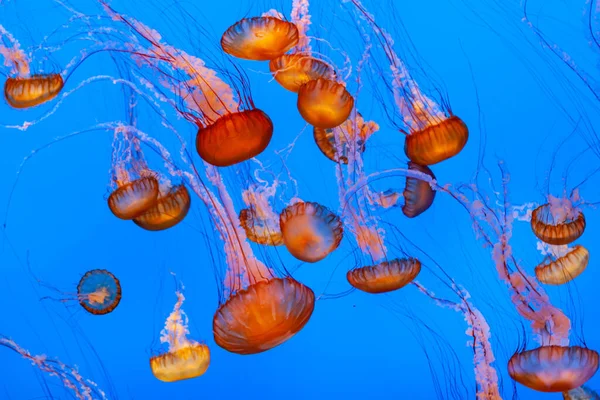 Medusa Nel Mare Blu — Foto Stock