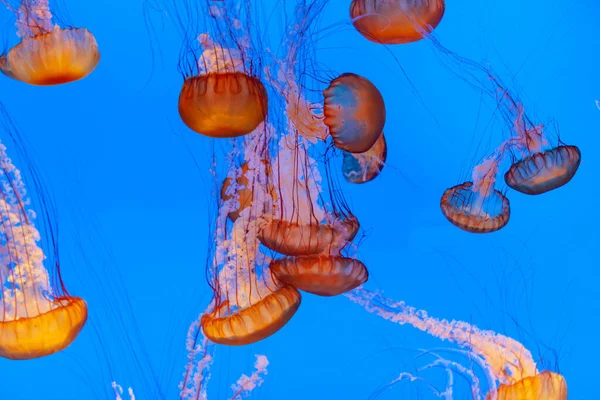 Jelly Fish Blue Sea Gliding Deep Ocean — Stock Photo, Image