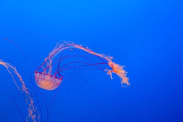 Jelly Fish Blue Sea — Stock Photo, Image