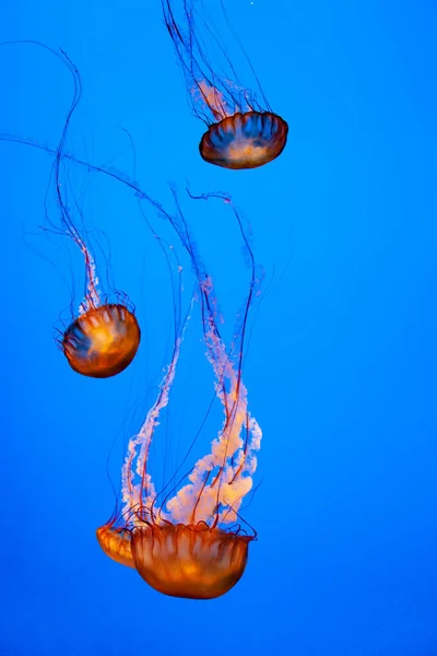 蓝海中的水母 — 图库照片