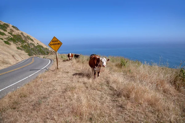卡夫里洛公路上的奶牛 能看到大海 — 图库照片