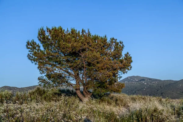 Osamělý Strom Při Západu Slunce — Stock fotografie