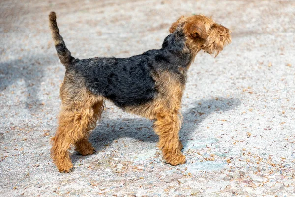 Cute Young Small Terrier Walk — Stock Photo, Image