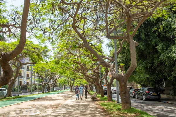 以色列特拉维夫 2023年5月18日 人们喜欢走在被老树覆盖的小巷里 在树阴下散步 呼吸新鲜空气 — 图库照片