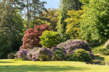 Almanya 'nın Wiesbaden kentindeki Nero parkında çiçek açan ağaçların manzaralı yaz izlenimi