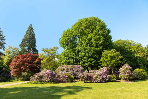 Natursköna Sommarintryck Blommande Träd Nero Parken Wiesbaden Tyskland — Stockfoto
