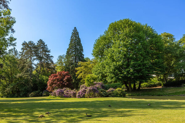 scenic summer impression of blooming trees in the Nero park in Wiesbaden, Germany