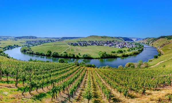 Boucle Pittoresque Rivière Moselle Trittenheim Allemagne Avec Des Vignobles Verts — Photo