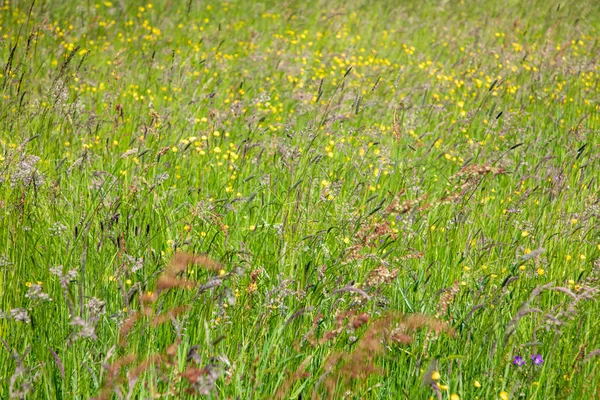 Battere Molti Diversi Fiori Selvaggio Nell Grasso Del Meadow Colorful — Foto Stock