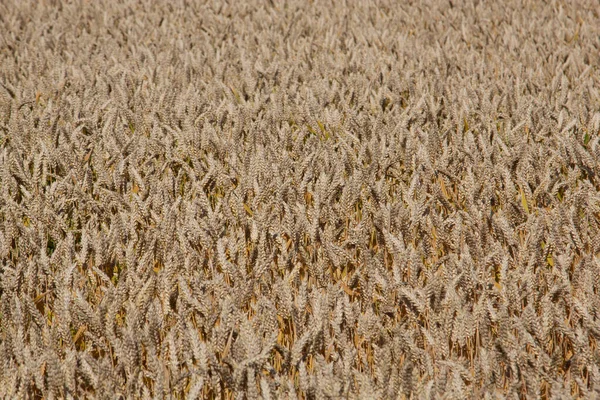 Reifer Frischer Mais Auf Dem Feld Bereit Für Die Ernte — Stockfoto