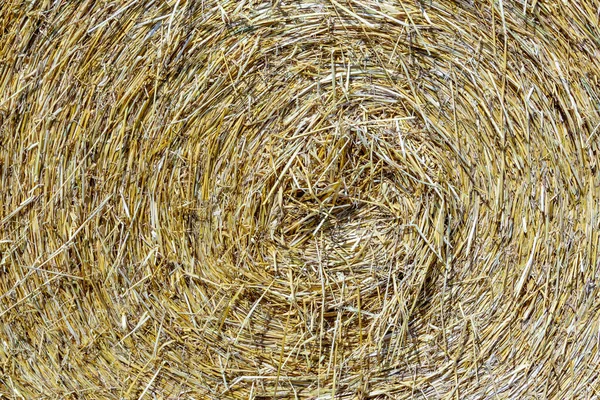 Corn Field Detail Straw Autumn — Stock Photo, Image