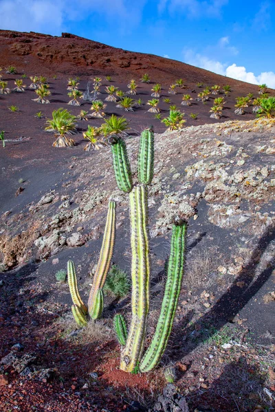 Plantaron Cocoteros Palmeras Suelo Volcánico Lanzarote España — Foto de Stock