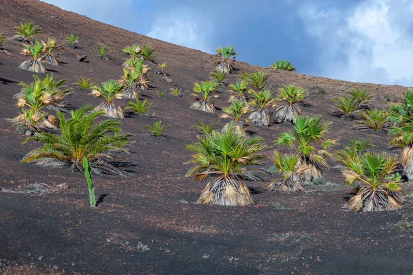 Sadzone Kokosy Palmy Glebie Wulkanicznej Lanzarote Hiszpania — Zdjęcie stockowe