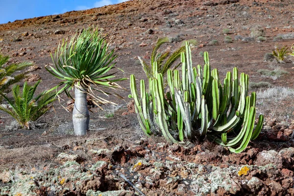 Planterade Kokos Och Palmer Vid Vulkanisk Jord Lanzarote Spanien — Stockfoto