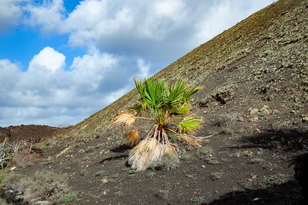 Посадил Кокос Пальмы Вулканической Почве Лансароте Испания — стоковое фото