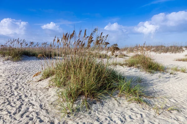 Dunes Avec Herbe Plage Sable Fin Sans Personnes — Photo
