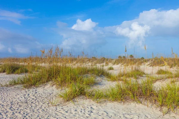 在没有人的沙滩上有草的沙丘 — 图库照片