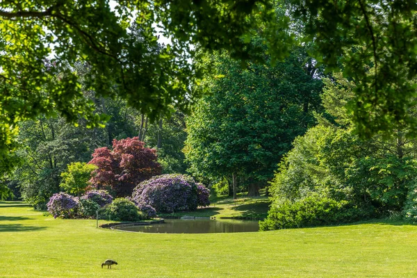 德国威斯巴登尼禄公园盛开的树木给人的夏日风景印象 免版税图库图片