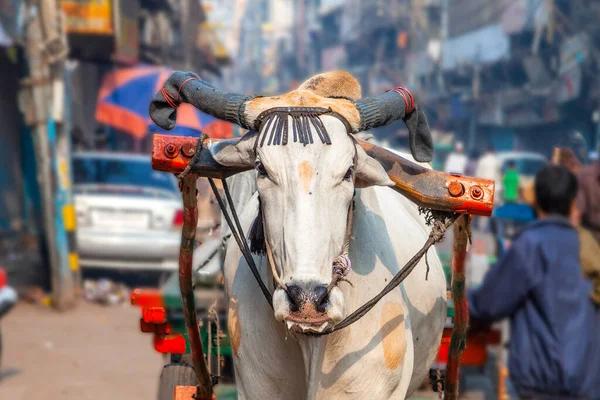 オールド デリー インドで早朝に牛カート輸送 — ストック写真