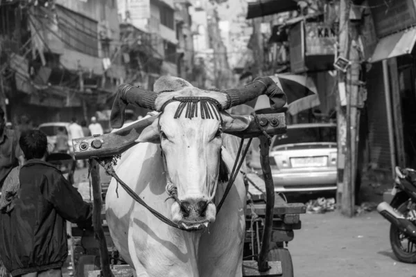 การขนส งรถเข นออกซาในตอนเช าในเม องเก าเดล ประเทศอ นเด — ภาพถ่ายสต็อก