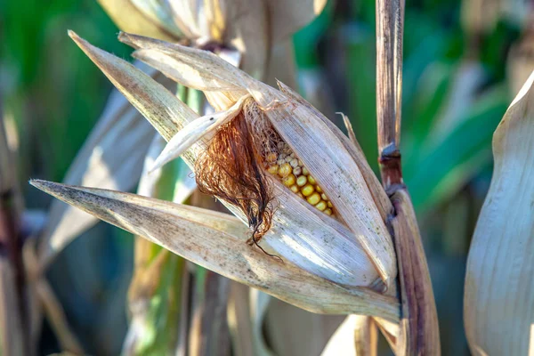 Закрыть Индийскую Кукурузу Поле — стоковое фото