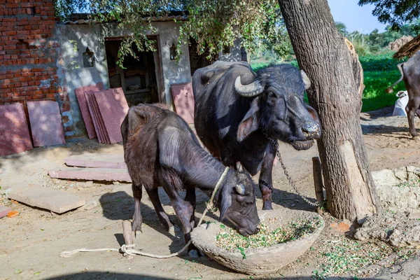 在印度的一个小农舍里 两头牛被植物浸透了 — 图库照片
