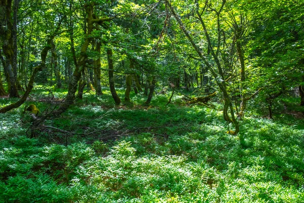 Bosque Pintoresco Vosque Francia — Foto de Stock