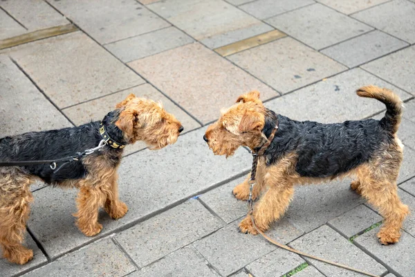 Zwei Terrier Hunde Verprügeln Sich Zufällig — Stockfoto