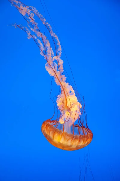 Beautiful Jelly Fish Blue Sea — Stock Photo, Image