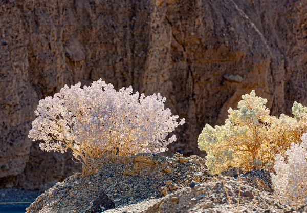 Bokrok Sivatagban Halál Völgy Látványos Fény — Stock Fotó