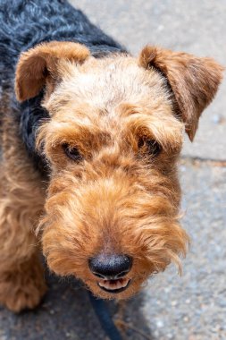 Yürüyüşe çıkmış küçük şirin bir teriyer.