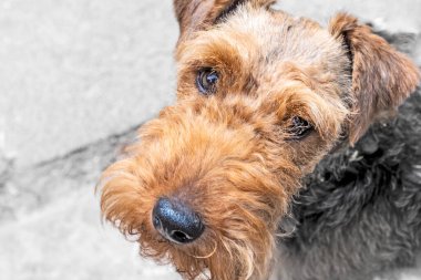 Yürüyüşe çıkmış küçük şirin bir teriyer.