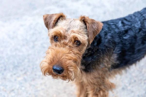 Cute Young Small Terrier Walk — Stock Photo, Image