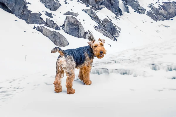 Cute Young Small Terrier Walk Mountains Himalaya — Stock Photo, Image