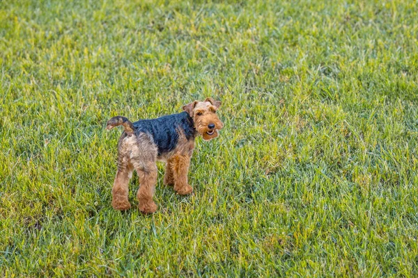 Bonito Jovem Pequeno Terrier Passeio — Fotografia de Stock