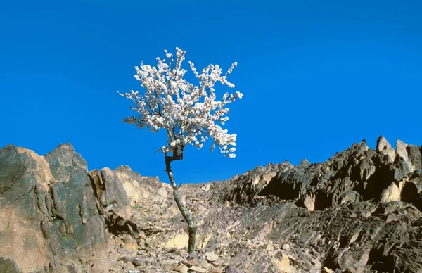Blommande Träd Bergsområdet Vid Atlasbergen Marocko — Stockfoto