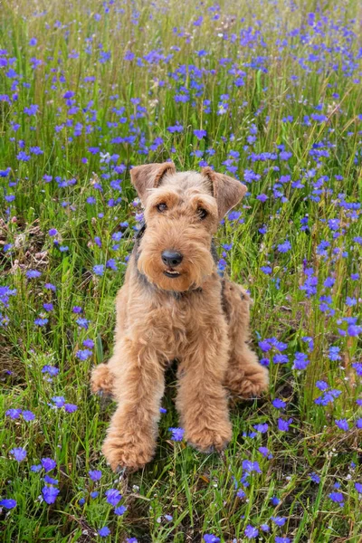 Słodkie Młody Terrier Spacer Łące Dziki Kwiat — Zdjęcie stockowe