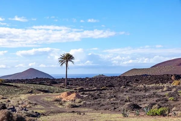 西班牙兰萨罗特有火山景观和棕榈树生长的Timanfaya国家公园 — 图库照片