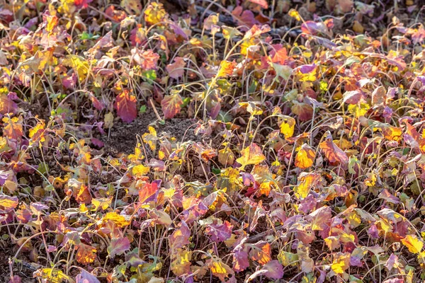 stock image field after harvest with colorful plants in sunset