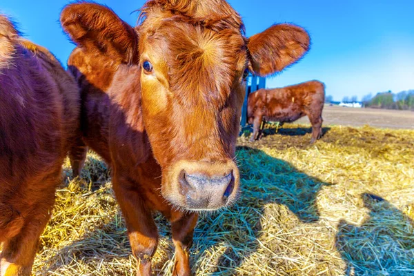 Cute Friendly Cattle Straw Blue Sky — Stock Photo, Image