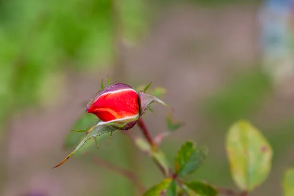 Ανθισμένο Κόκκινο Τριαντάφυλλο Μπουμπούκι Λεπτομερώς — Φωτογραφία Αρχείου