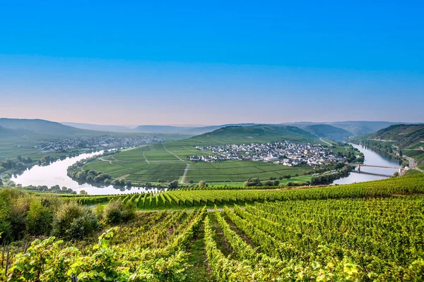 Famous Mosel River Loop Trittenheim Germany — Stock Photo, Image